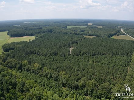 Furman Southern Hampton Co. Timber & Hunting Land