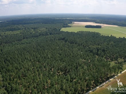 Furman Southern Hampton Co. Timber & Hunting Land