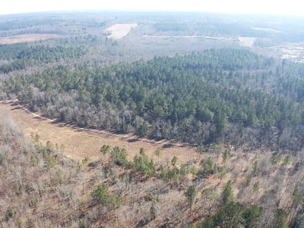 Barnwell Hunting & Timber Land