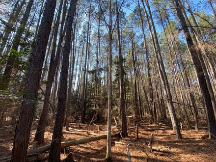 Barnwell Hunting & Timber Land