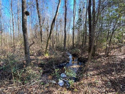 Barnwell Hunting & Timber Land