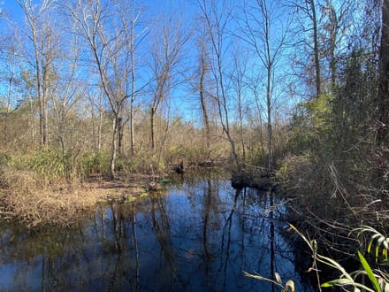 Barnwell Hunting & Timber Land