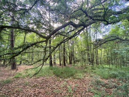 Ridgleand 15 AC Future Country Homesite