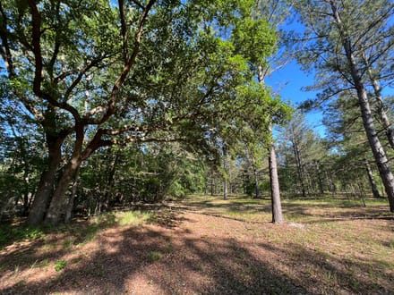 Jasper Lowcountry Rural Homesite Estate