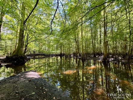 Varnville Hunting & Recreational Land Hampton Co, SC