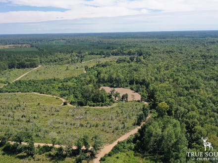 Varnville Hunting & Recreational Land Hampton Co, SC