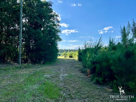 Grays Jasper Country Homesite 2 Acre Lot