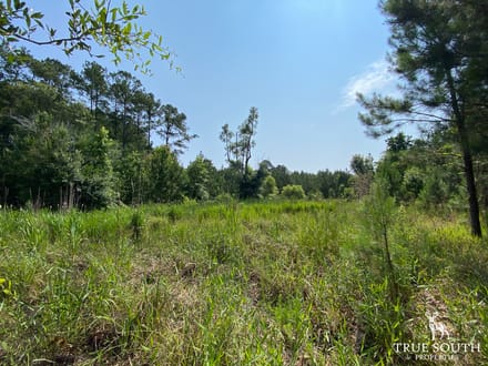 Varnville SC Lowcountry Land For Sale