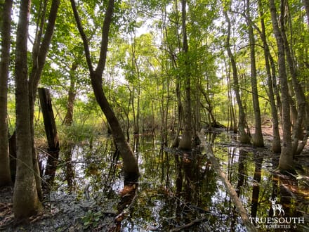 Varnville SC Lowcountry Land For Sale