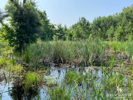 Varnville SC Lowcountry Land For Sale