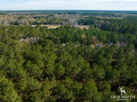Land For Sale Hampton County SC Lowcountry