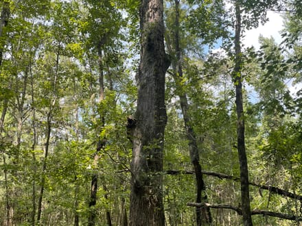 Jasper Country Homesite / Recreational Land