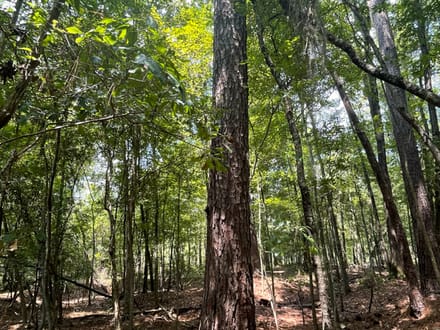 Jasper Country Homesite / Recreational Land
