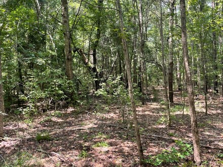 Jasper Country Homesite / Recreational Land