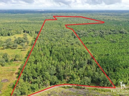 Liberty County Recreational, Timber, and Hunting Land