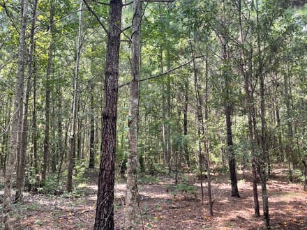 Jasper Country Homesite / Recreational Land