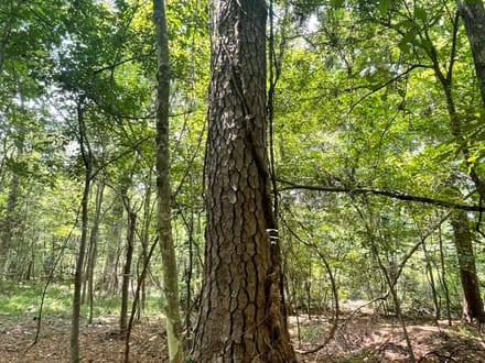 Jasper Country Homesite / Recreational Land