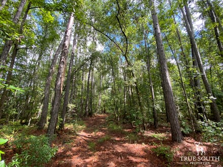 Liberty County Recreational, Timber, and Hunting Land