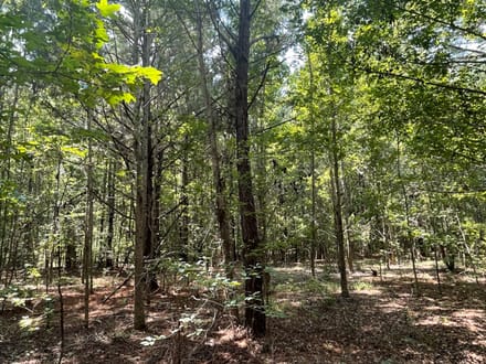 Jasper Country Homesite / Recreational Land