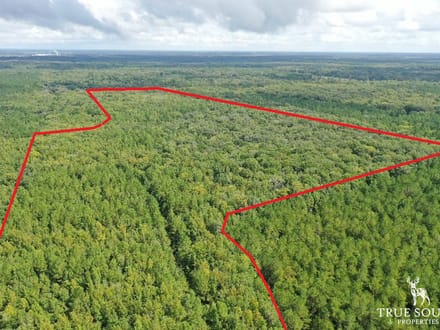 Liberty County Recreational, Timber, and Hunting Land