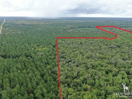 Liberty County Recreational, Timber, and Hunting Land