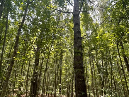 Jasper Country Homesite / Recreational Land