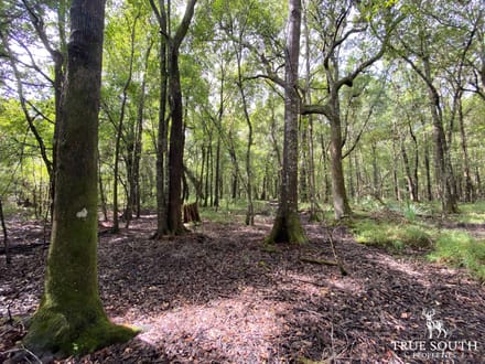 Liberty County Recreational, Timber, and Hunting Land