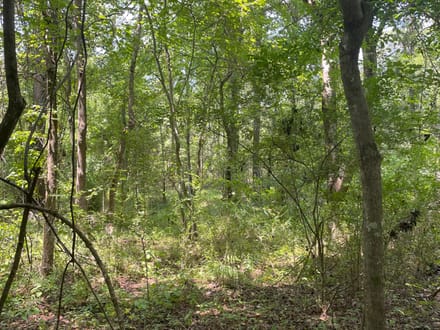 Jasper Country Homesite / Recreational Land