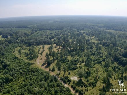 Jasper Gillison Branch Lowcountry SC Hunting Estate