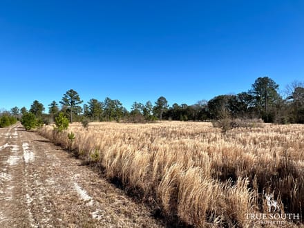 Jasper Gillison Branch Lowcountry SC Hunting Estate
