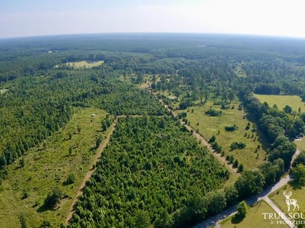 Jasper Gillison Branch Lowcountry SC Hunting Estate