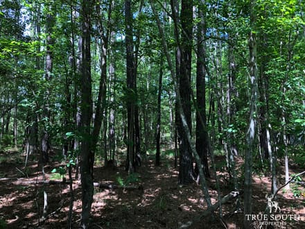 Hampton Midway Small Commercial Lot