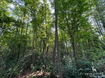 Buck Creek Tract