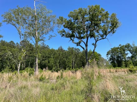 HAMPTON COUNTY / LOWCOUNTRY / FUTURE HOMESITE / LAND
