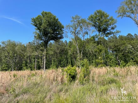 HAMPTON COUNTY / LOWCOUNTRY / FUTURE HOMESITE / LAND
