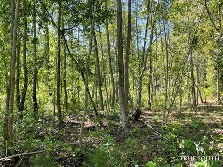 HAMPTON COUNTY / LOWCOUNTRY / FUTURE HOMESITE / LAND