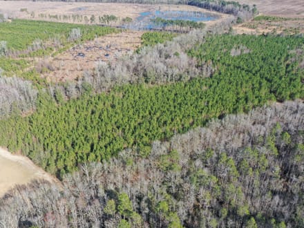 Estill SC Hunting / Timber / Recreational Land
