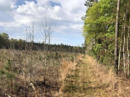 Pineland Hunting / Homesite / Timber Firetower Rd.