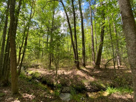 North Hunting / Timber / Recreational Land
