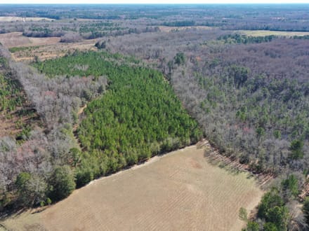 Estill SC Hunting / Timber / Recreational Land