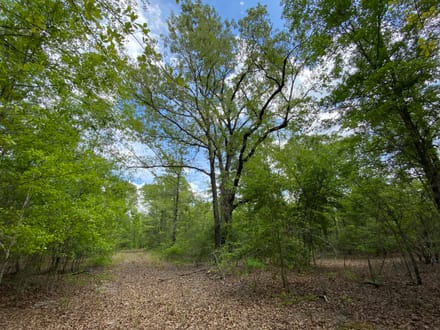 North Hunting / Timber / Recreational Land