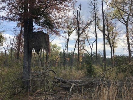 Pineland Hunting / Homesite / Timber Firetower Rd.