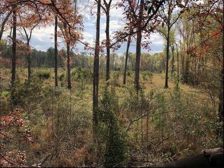 Pineland Hunting / Homesite / Timber Firetower Rd.