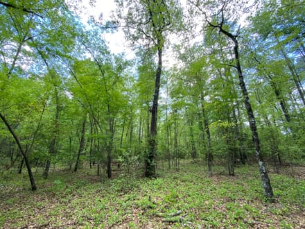 North Hunting / Timber / Recreational Land