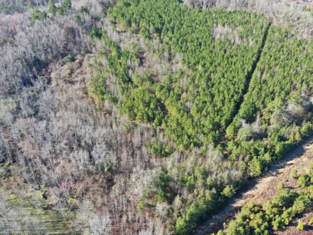Estill SC Hunting / Timber / Recreational Land