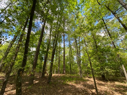 North Hunting / Timber / Recreational Land
