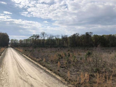 Pineland Hunting / Homesite / Timber Firetower Rd.