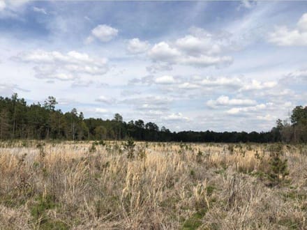 Pineland Hunting / Homesite / Timber Firetower Rd.