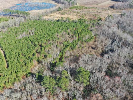Estill SC Hunting / Timber / Recreational Land