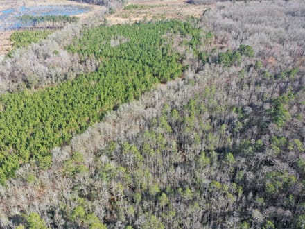 Estill SC Hunting / Timber / Recreational Land
